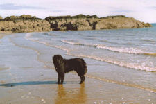 Bilbo on the beach