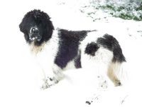Eddi in the snow again