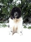 Eddi sitting in the snow