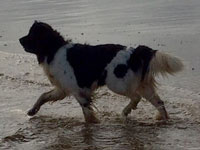 Eddi enjoying the sea