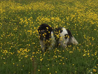 Eddi in a field of Buttercups