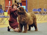 Eva in the show ring with Kirsteen Farrar