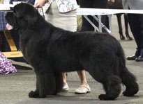 Loki competing in the show ring