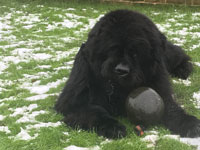 Loki with his football