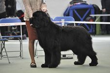 Loki in the show ring