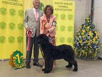 Mazzy winning Working Group Puppy at South Wales Kennel Association in 2019