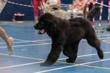 Mazzy as a puppy at her first Open show