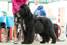 Mazzy posing in the show ring