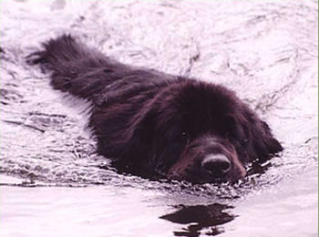 Bouderee Julenisser of Darkpeak swimming