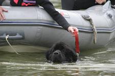 Ripley doing a boat pull