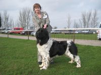 Saffia at the Newfoundland Club show