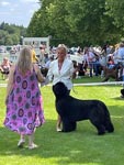 Shelby winning Best Puppy In Breed