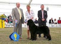 Shelby wins the Working Group Puppy at Leeds Championship show 2018