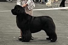 Shelby in the show ring