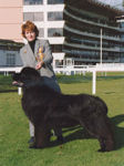 Socrates winning Working Group 2 at Driffield in 2001