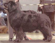 Socrates in the show ring