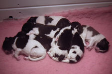 Litter of Landseer puppies