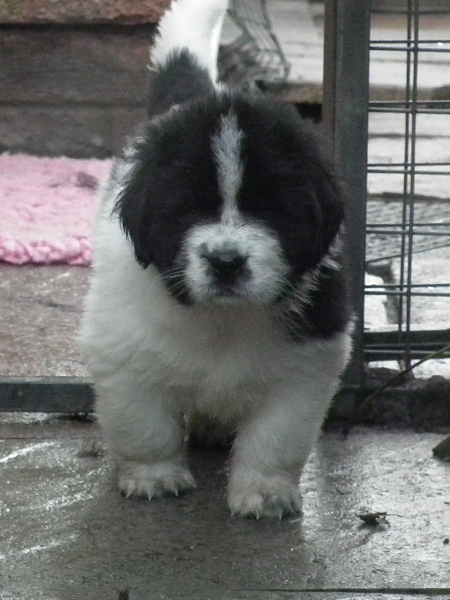 newfie black and white