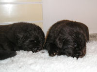 Two black newfie puppies