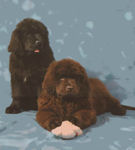 Fionuala and Morrigan as pups