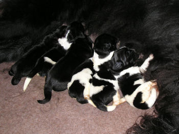 Two black puppies