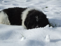 Puppy in the snow